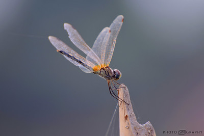 Grasshopper