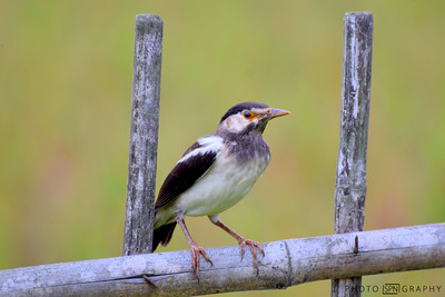 Bird